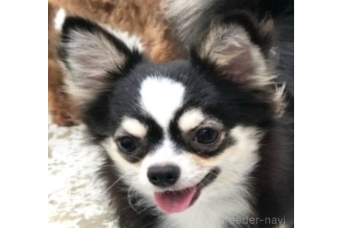 ココミちゃん1枚目
